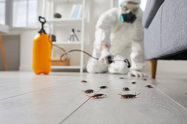 Commercial Kitchen Cockroach Control in Essex Junction